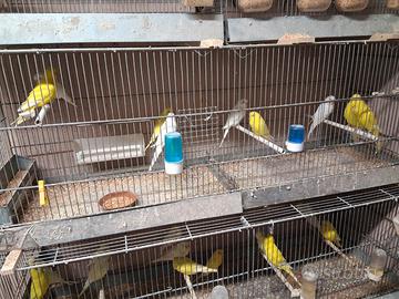 Cocorite albini e lutini pappagalli