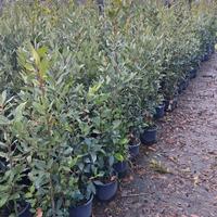 Alloro Laurus nobilis , vaso 20 , altezza 120/130