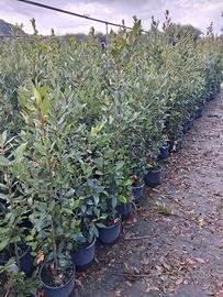 Alloro Laurus nobilis , vaso 20 , altezza 120/130