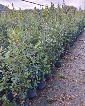Alloro Laurus nobilis , vaso 20 , altezza 120/130