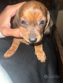 Scatenati bassottini