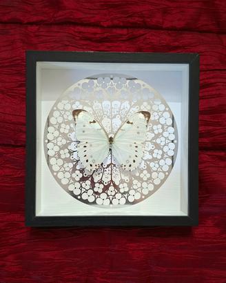 Quadro con farfalla morpho
