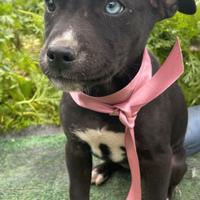 Cucciole particolari occhi azzurri