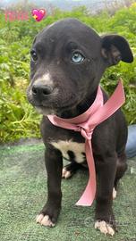 Cucciole particolari occhi azzurri