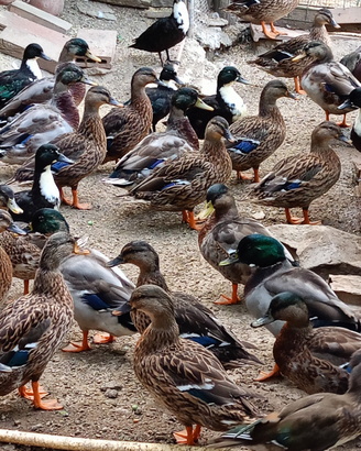 Anatre germanate da richiamo