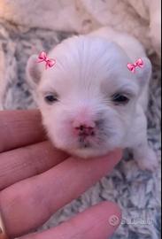 Maltese coreano mini toy