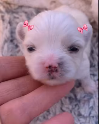 Maltese coreano mini toy