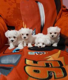 Maltese