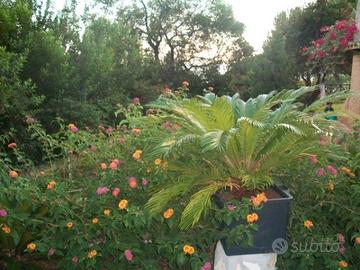Torre delle Stelle a due minuti dalla spiaggia