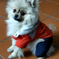 Volpino di pomerania femmina pedigree