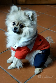 Volpino di pomerania femmina pedigree