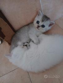 British shorthair