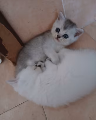 British shorthair