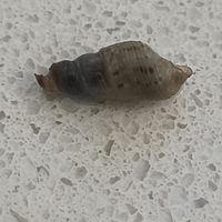 Lumache tubercolata acqua dolce