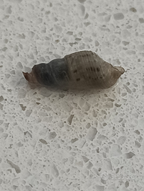 Lumache tubercolata acqua dolce