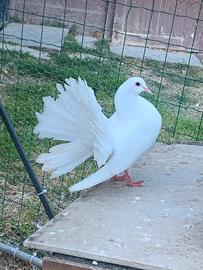 Pavoncelle bianche piccione