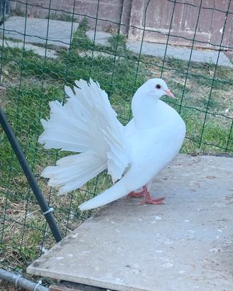 Pavoncelle bianche piccione