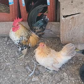 gallinelle nane 