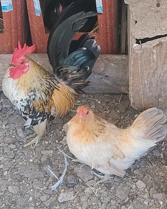 gallinelle nane 
