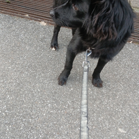 Cagnolino piccola taglia