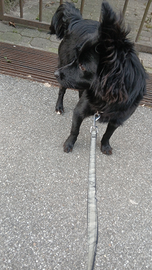 Cagnolino piccola taglia