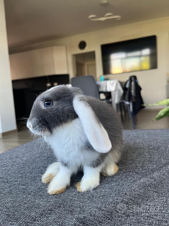 Conigli nani Regalo e vendita animali