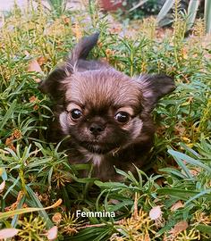 Chihuahua
