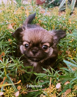 Chihuahua
