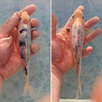 Carpe koi - shiro bekko ginrin - 13/15 cm