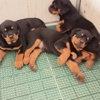 Cucciole di Rottweiler