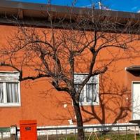 Albero (caco) per legna