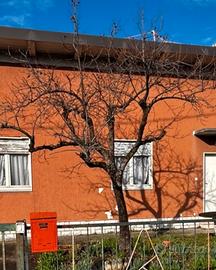 Albero (caco) per legna