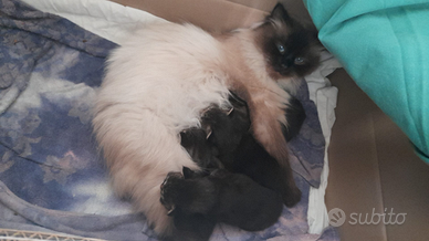 Cucciolo di gatto siberiano con pedigree