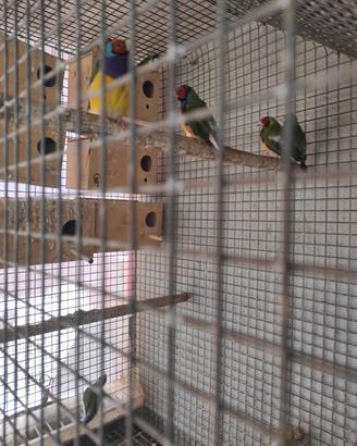 Diamanti di gould