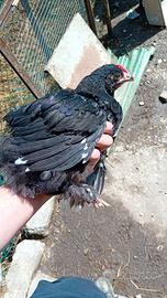 Galletto Marans