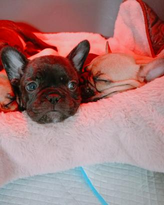 Bulldog francese cuccioli