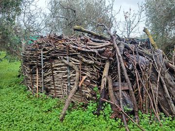 Legna di ulivo da ardere