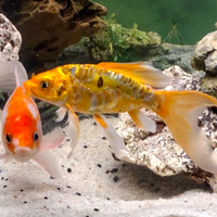 Carpa koi batterflay specchio