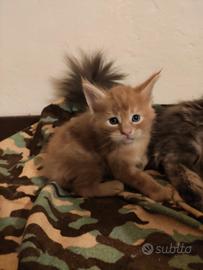 Cuccioli di Maine Coon