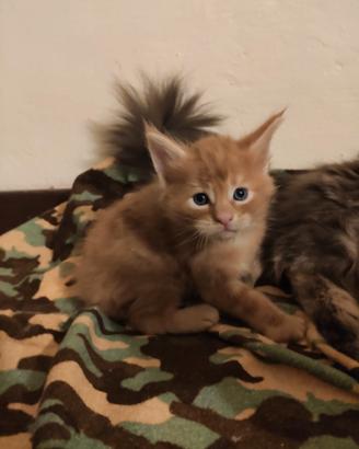 Cuccioli di Maine Coon
