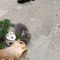 Gattini a pelo lungo