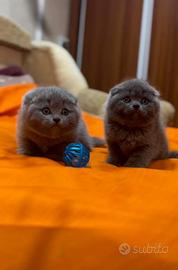 Maschi scottish fold blue