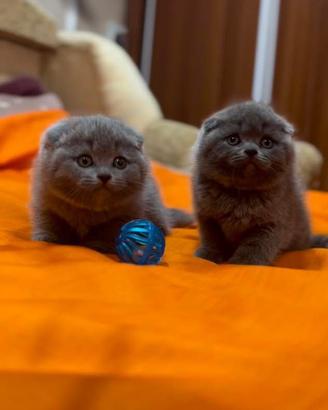 Maschi scottish fold blue