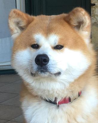 Akita Inu per accoppiamento