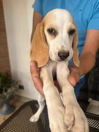 Beagle maschio