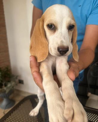 Beagle maschio
