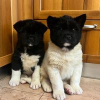 Cuccioli akita americano