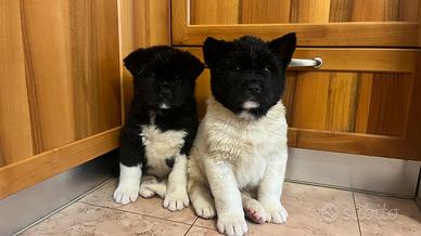 Cuccioli akita americano