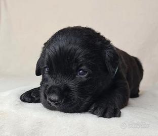 Cuccioli di Labrador Retriever