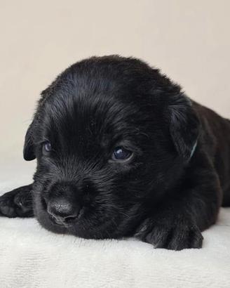 Cuccioli di Labrador Retriever